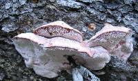 Leptoporus mollis image