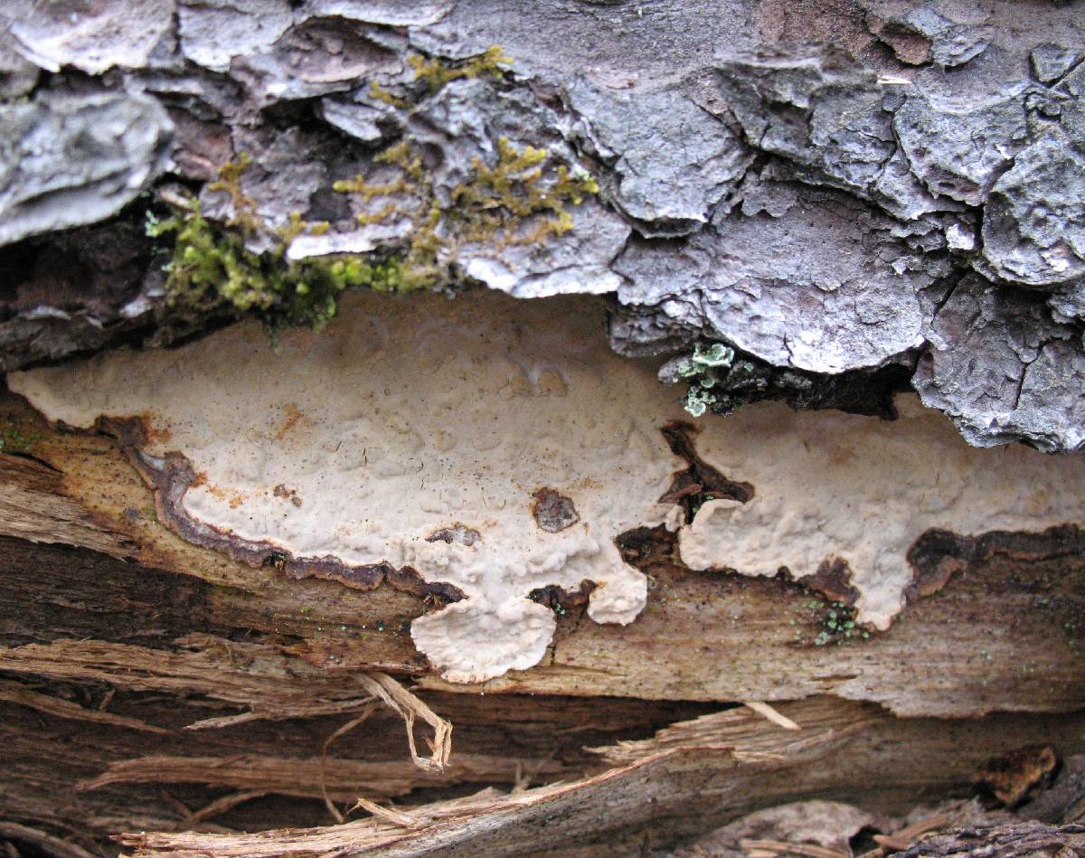 Laurilia sulcata image