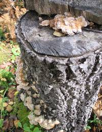 Trametes ochracea image