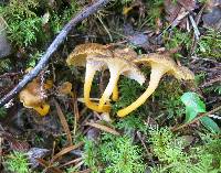 Craterellus lutescens image