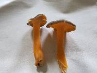 Craterellus lutescens image