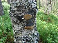 Phellinus lundellii image