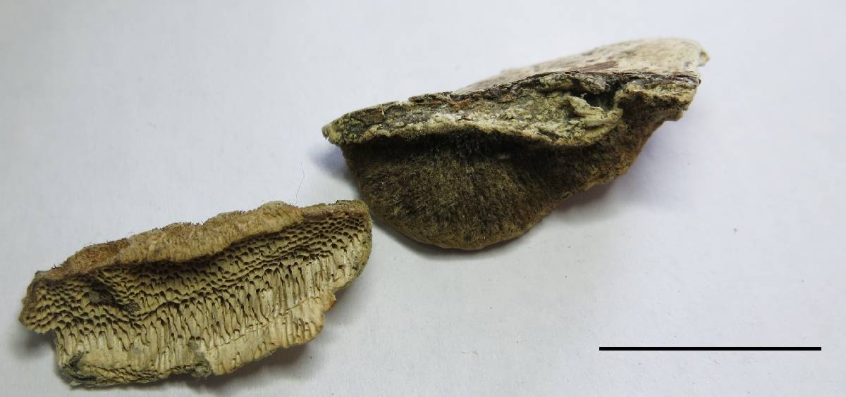 Trametes trogii image