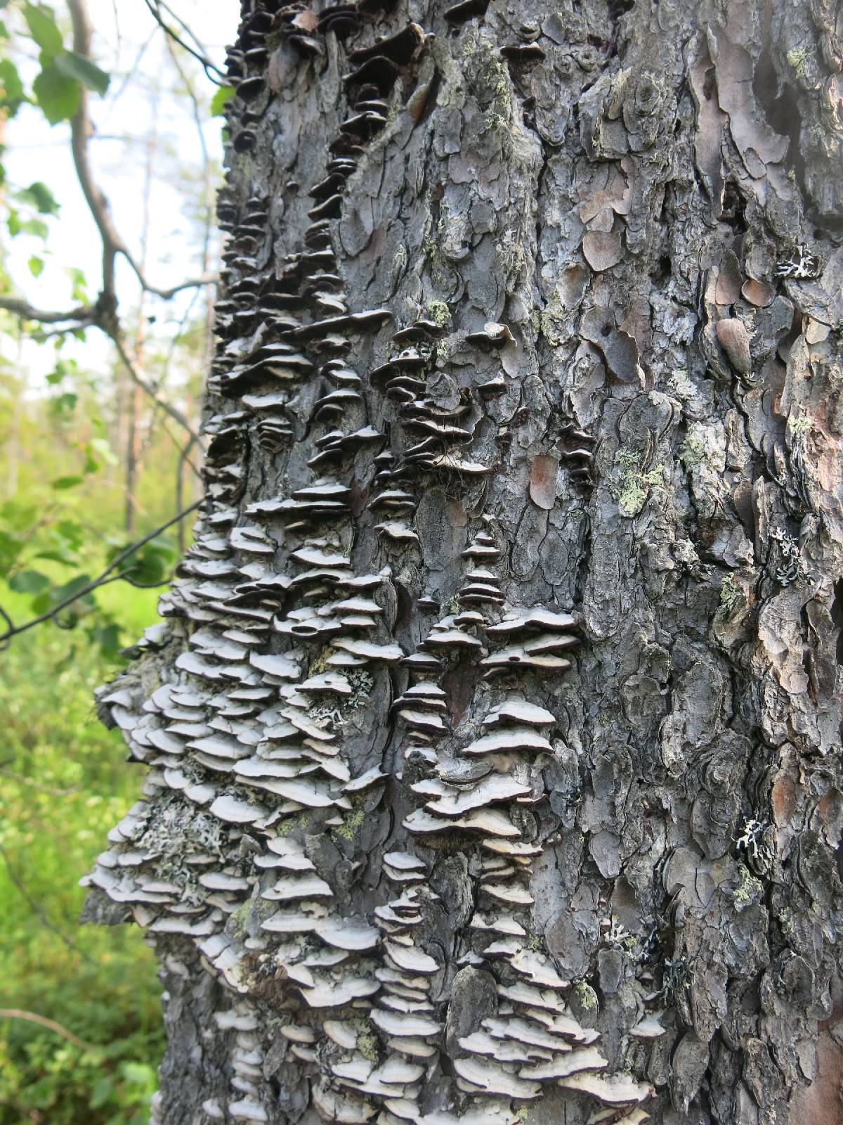 Trichaptum laricinum image