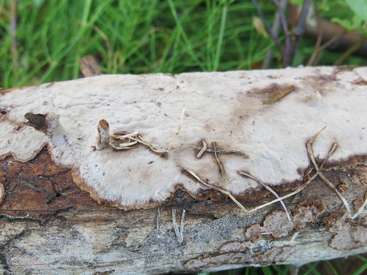 Veluticeps abietina image