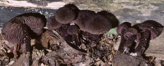 Inocybaceae image