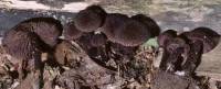 Image of Inocybe tahquamenonensis