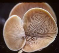 Crepidotus crocophyllus image