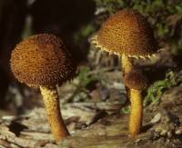 Image of Phaeomarasmius erinaceellus