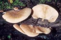 Crepidotus mollis image