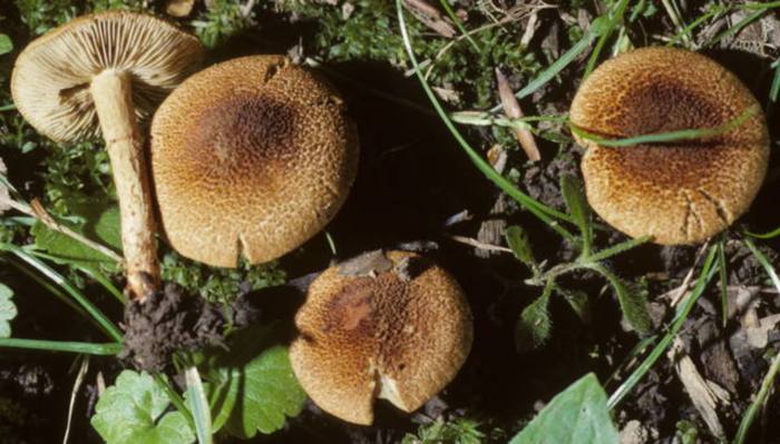 Inocybe caesariata image