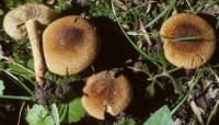 Image of Inocybe caesariata