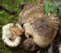 Inocybe fraudans image