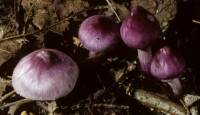 Inocybe lilacina image