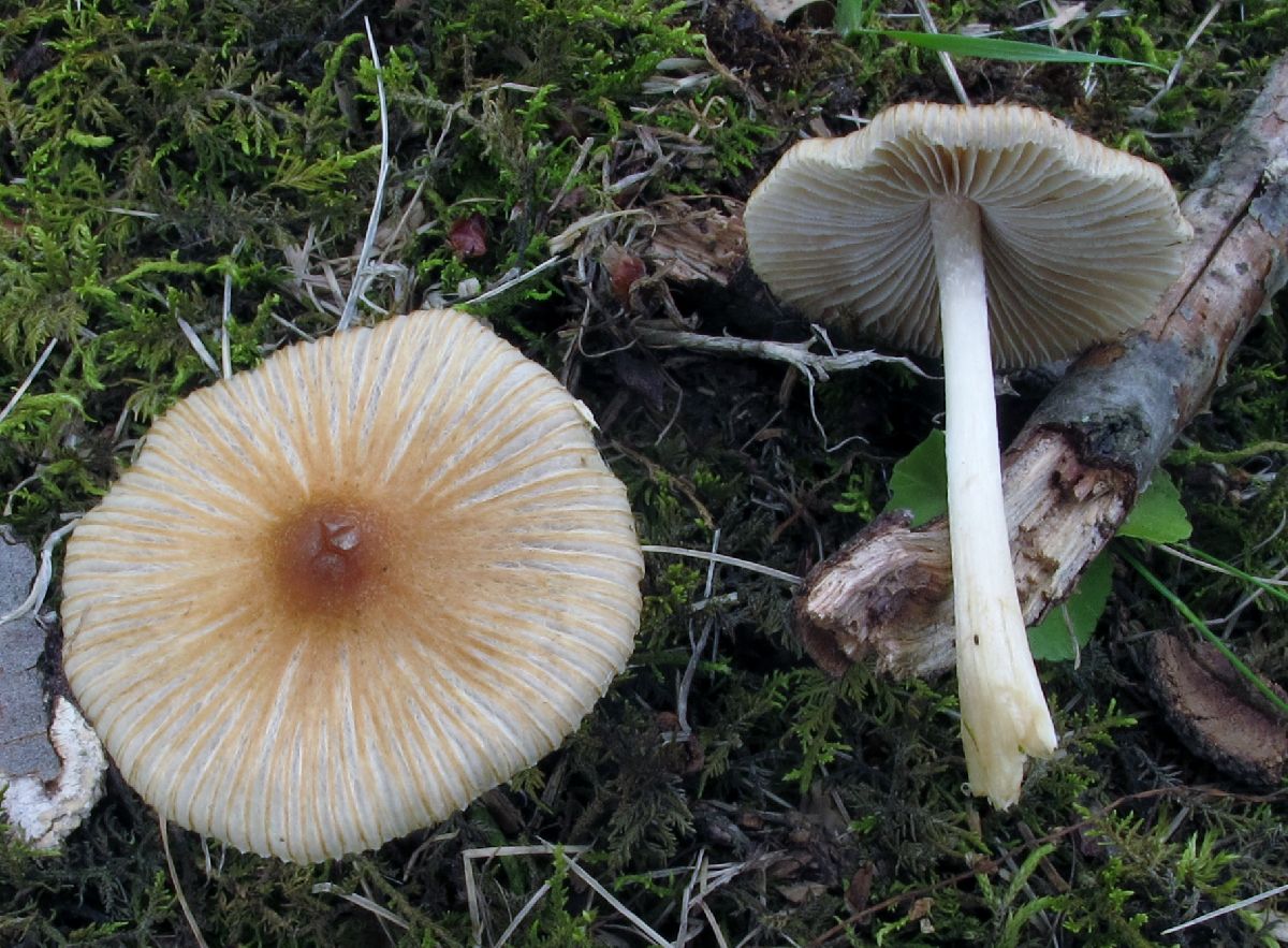 Inocybe image