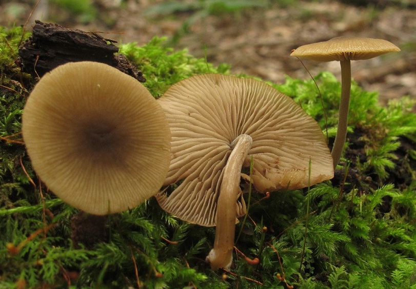 Simocybe centunculus var. centunculus image