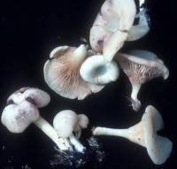 Crepidotus nyssicola image