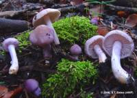 Inocybe geophylla var. lilacina image