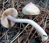 Inocybe geophylla var. geophylla image