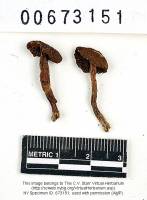 Inocybe obscurobadia image