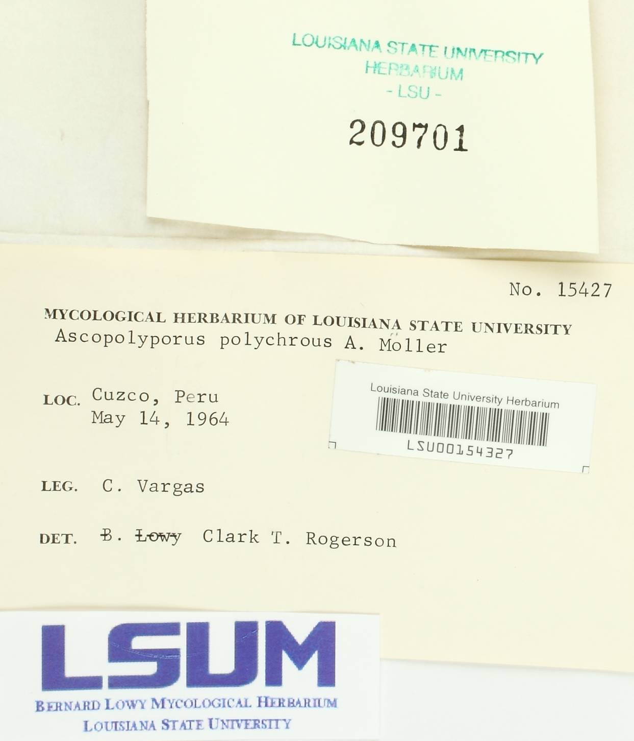 Ascopolyporus polychrous image