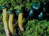 Leotia viscosa image