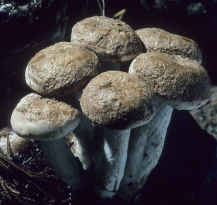 Asterophora lycoperdoides image