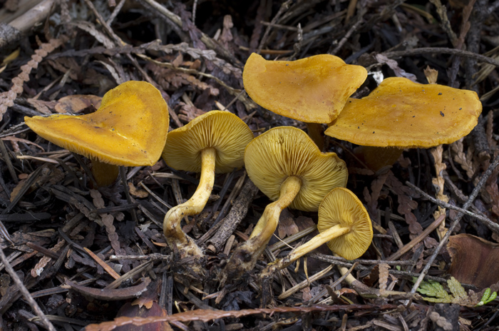 Calocybe fallax image