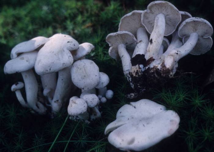 Agaricales Incertae sedis image