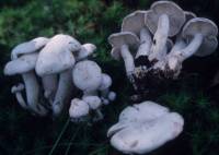 Image of Leucocybe connata