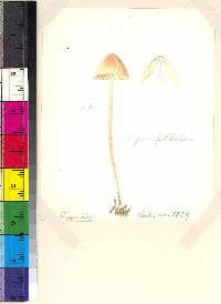 Mycena roseipallens image