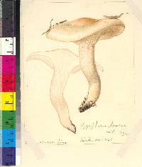 Hygrophorus laurae image