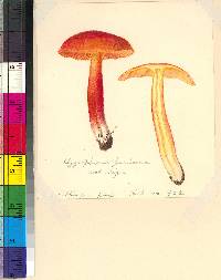 Hygrocybe punicea image