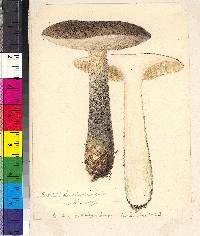 Leccinum duriusculum image