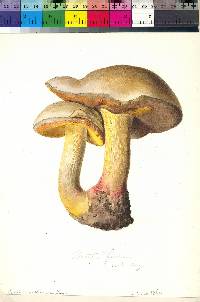 Boletus fagicola image