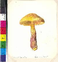 Boletus rubropunctus image