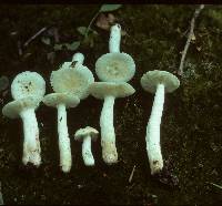 Russula albida image