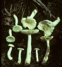 Russula albida image