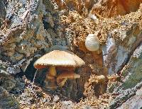 Volvariella bombycina image