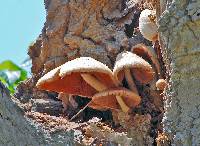 Volvariella bombycina image