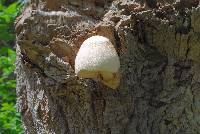 Volvariella bombycina image