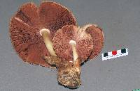 Volvariella bombycina image