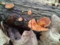 Polyporus alveolaris image