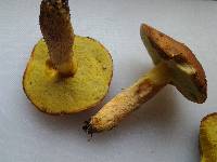 Boletus innixus image