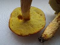 Boletus innixus image