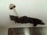 Coprinellus domesticus image