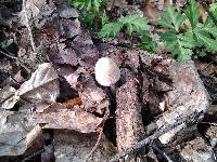 Coprinellus domesticus image