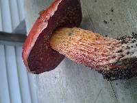 Boletus frostii image