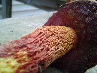 Boletus frostii image