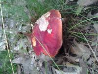 Boletus frostii image